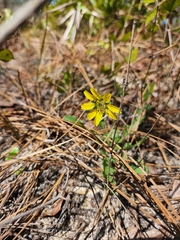 Berlandiera subacaulis
