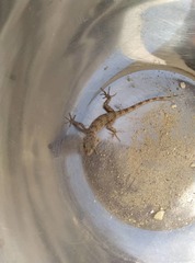 Tenuidactylus caspius caspius