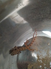 Tenuidactylus caspius caspius