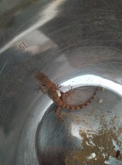 Tenuidactylus caspius caspius