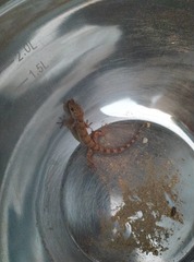 Tenuidactylus caspius caspius