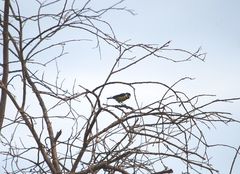 Cyanistes teneriffae degener