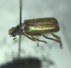 Dichelonyx diluta