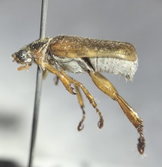Dichelonyx diluta