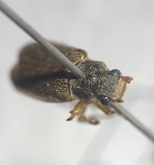 Dichelonyx diluta