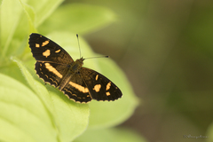 Telenassa berenice
