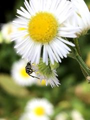Anthophila