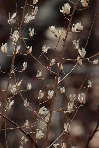 Slender bunchflower (Melanthium hybridum)