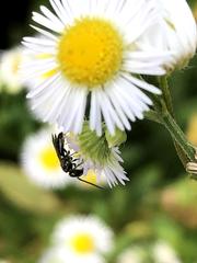 Anthophila