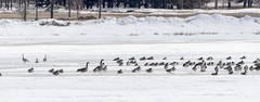 Branta canadensis