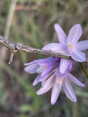 Dipterostemon capitatus capitatus