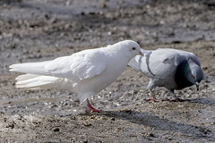 Columba livia domestica