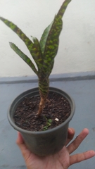Aechmea correia-araujoi