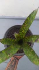 Aechmea correia-araujoi