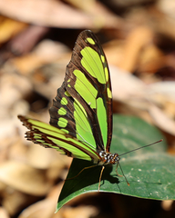 Philaethria diatonica