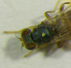 Stenomicra soniae