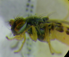 Stenomicra soniae