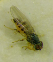Stenomicra soniae