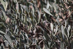 Limoniastrum monopetalum