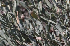 Limoniastrum monopetalum