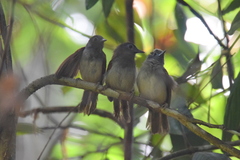 Cyanoderma erythropterum