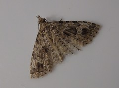 Alucita hexadactyla