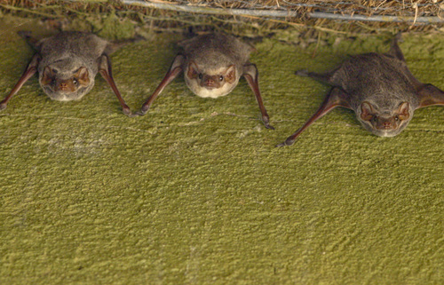 Mauritian Tomb Bat