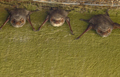 Taphozous mauritianus