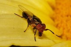 Physiphora
