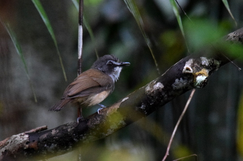 Gray-breasted Babbler
