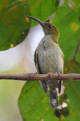 Arachnothera modesta