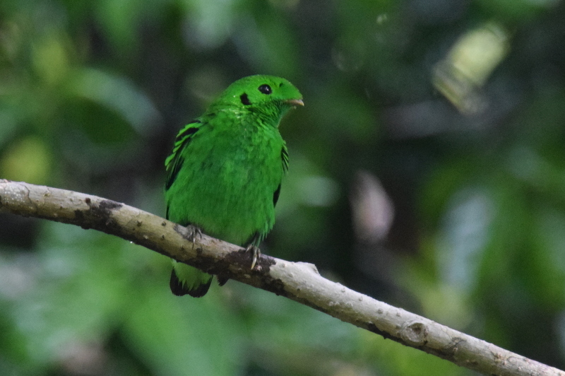 Green Broadbill