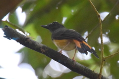 Copsychus pyrropygus