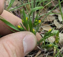 Lasthenia microglossa