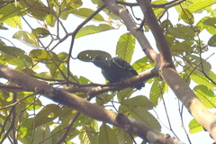 Hemicircus concretus