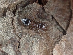 Crematogaster pinicola