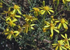 Senecio subulatus