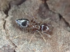 Crematogaster pinicola