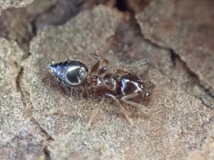 Crematogaster pinicola