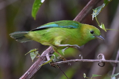Blue-Winged Leafbird photo 3