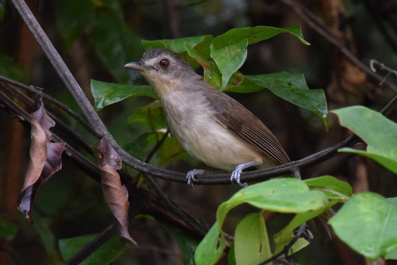 Sooty Babbler photo