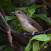 Sooty-capped Babbler - Photo (c) Tan Kok Hui, some rights reserved (CC BY-NC), uploaded by Tan Kok Hui