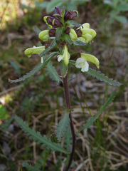 Pedicularis lapponica