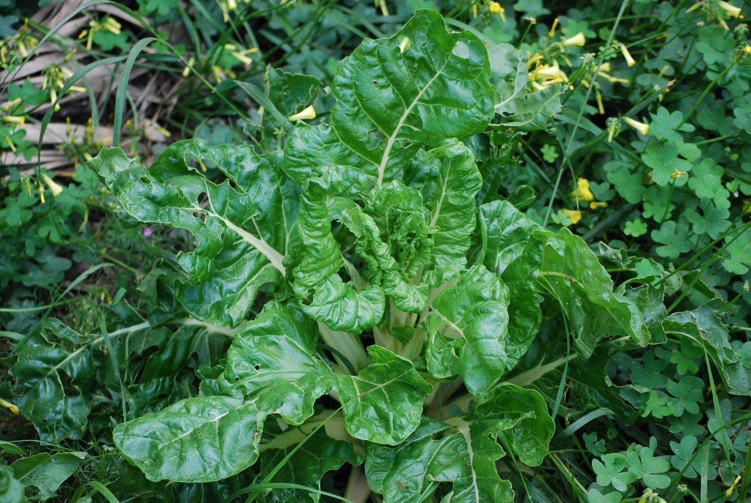 Betabel
