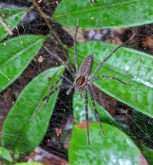 Aglaoctenus castaneus
