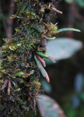 Oreogrammitis malayensis