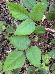 Toxicodendron radicans image