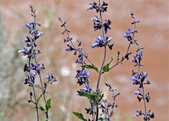 Salvia cuspidata