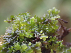 Riccardia chamedryfolia
