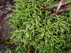 Brachythecium frigidum